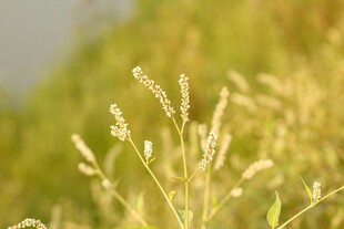 阳光下的金黄野草