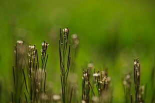 嫩绿草丛中的纤细植物
