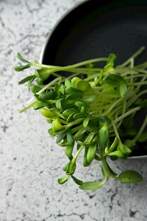 新鲜嫩绿豌豆苗特写