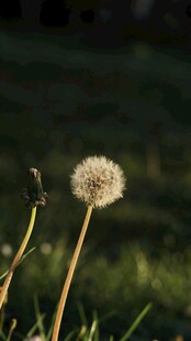 阳光下的蒲公英