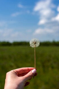手托蒲公英于绿野蓝天