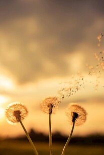 夕阳下的蒲公英种子飞舞