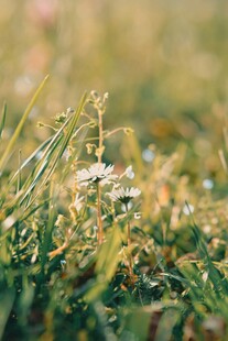 草地上的清新小花