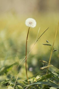 田野中的孤独蒲公英