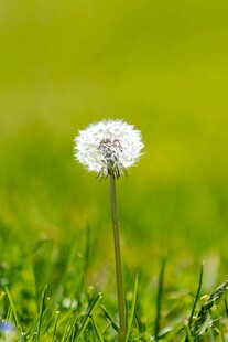 草地上的蒲公英