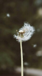 蒲公英特写轻盈的种子