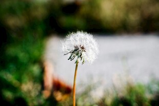 孤独蒲公英绽放自然间