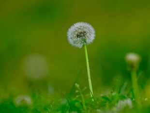 草地上的蒲公英