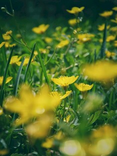 春日黄花烂漫的草地