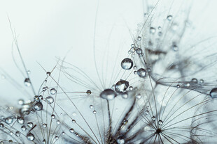 蒲公英上的晶莹水珠