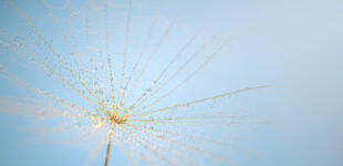 蒲公英种子在蓝天中飘散