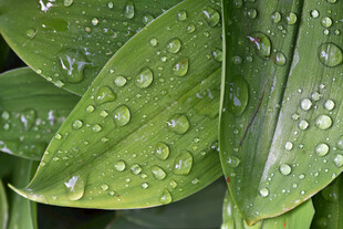 绿叶上晶莹的水珠