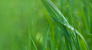 嫩绿草叶上的晶莹露珠