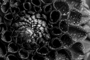 黑白色调下的独特花朵细节