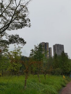 城市边的绿意小径