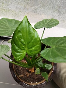 翠绿盆栽植物生机盎然