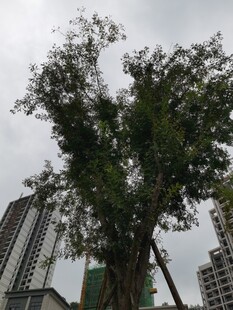 城市中茂盛大树与高楼