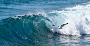 海浪中飞翔的海鸥