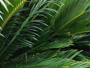 翠绿棕榈叶特写