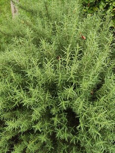 茂密绿色植物特写