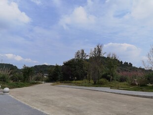 宽阔道路旁的葱郁树林