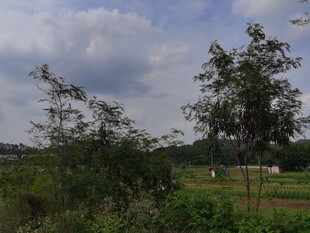 郊外绿意盎然的自然景致