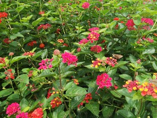 艳丽花丛绽放生机