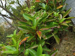 山坡上的翠绿植物