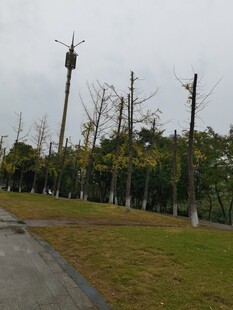 暴风雨后受损的路旁树木