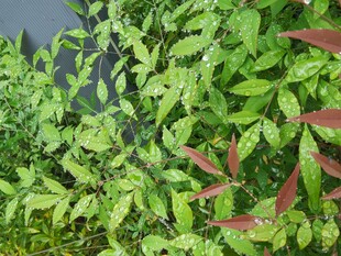 翠绿植物展现勃勃生机