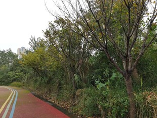 彩色步道旁的葱郁树林