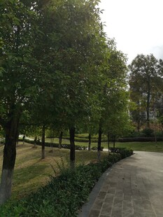 林荫小道静谧自然景致