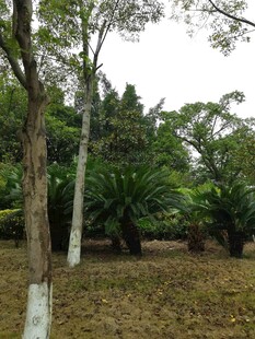 林间树木与繁茂植被景观