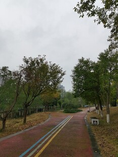 林间多彩道路风景
