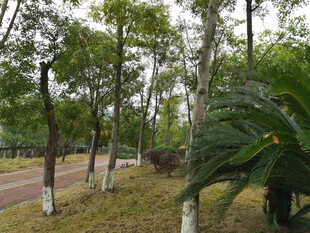 林间绿意盎然的树木景观