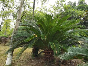 户外铁树展现自然生机