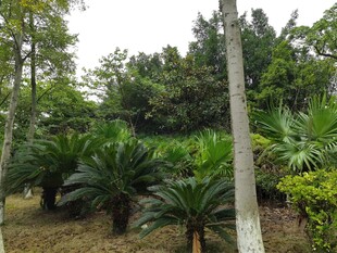 茂密树林中的多样植物景观