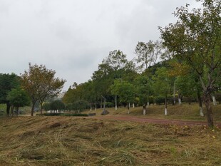 秋日郊野草地树林风景