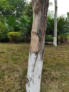 树干受损的户外景象