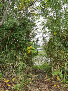 林间小径隐于繁茂草木间
