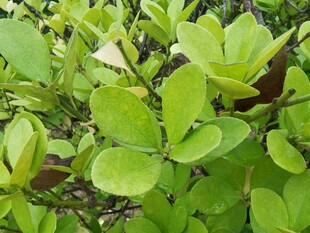 翠绿繁茂的绿叶植物