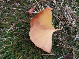 草地上的一片枯黄树叶