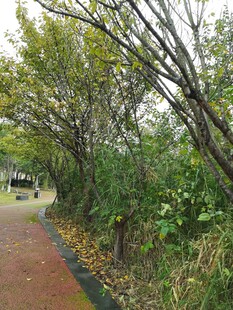 秋日林荫小道静谧美好