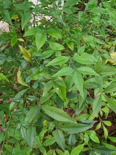 繁茂绿植展现自然生机