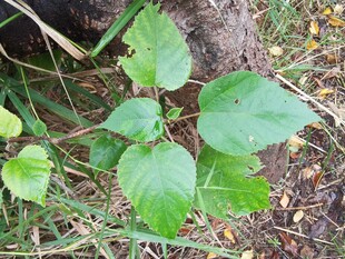 地面上的嫩绿植物