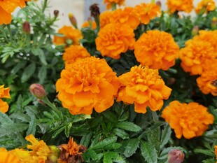 鲜艳万寿菊绽放