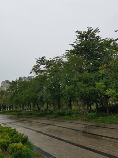 雨后湿润的林荫道路