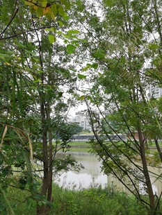 林间湖畔的自然景致