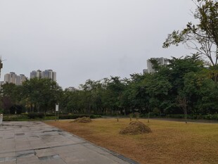 雨后公园的静谧景色