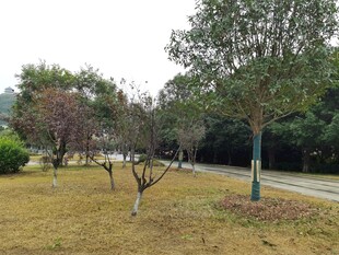 公园草地树木景观